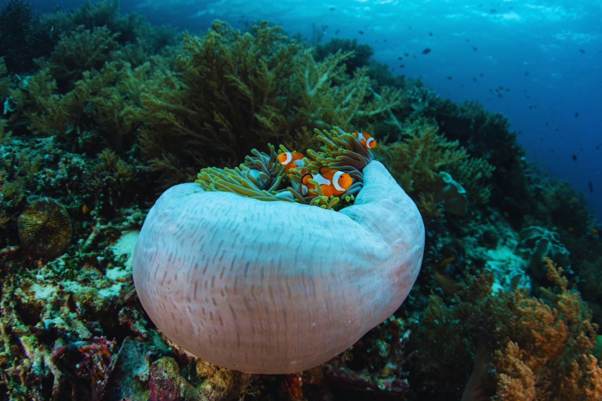 clown fish in lembata