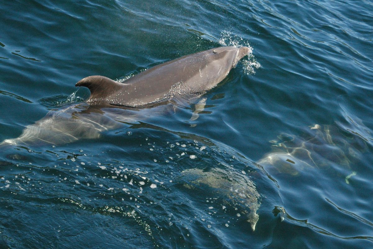 xr:d:DAF2S8I2ARY:333,j:1709528286578874277,t:23121403