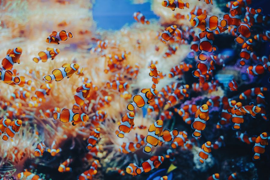 Best Time to Dive Indonesia: A Month-by-Month Guide for Every Region - Liveaboard Indonesia
