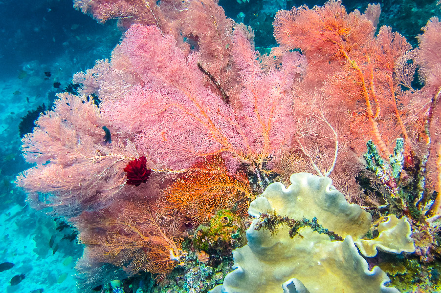 Corals