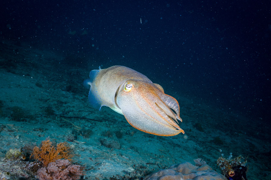 Cuttlefish