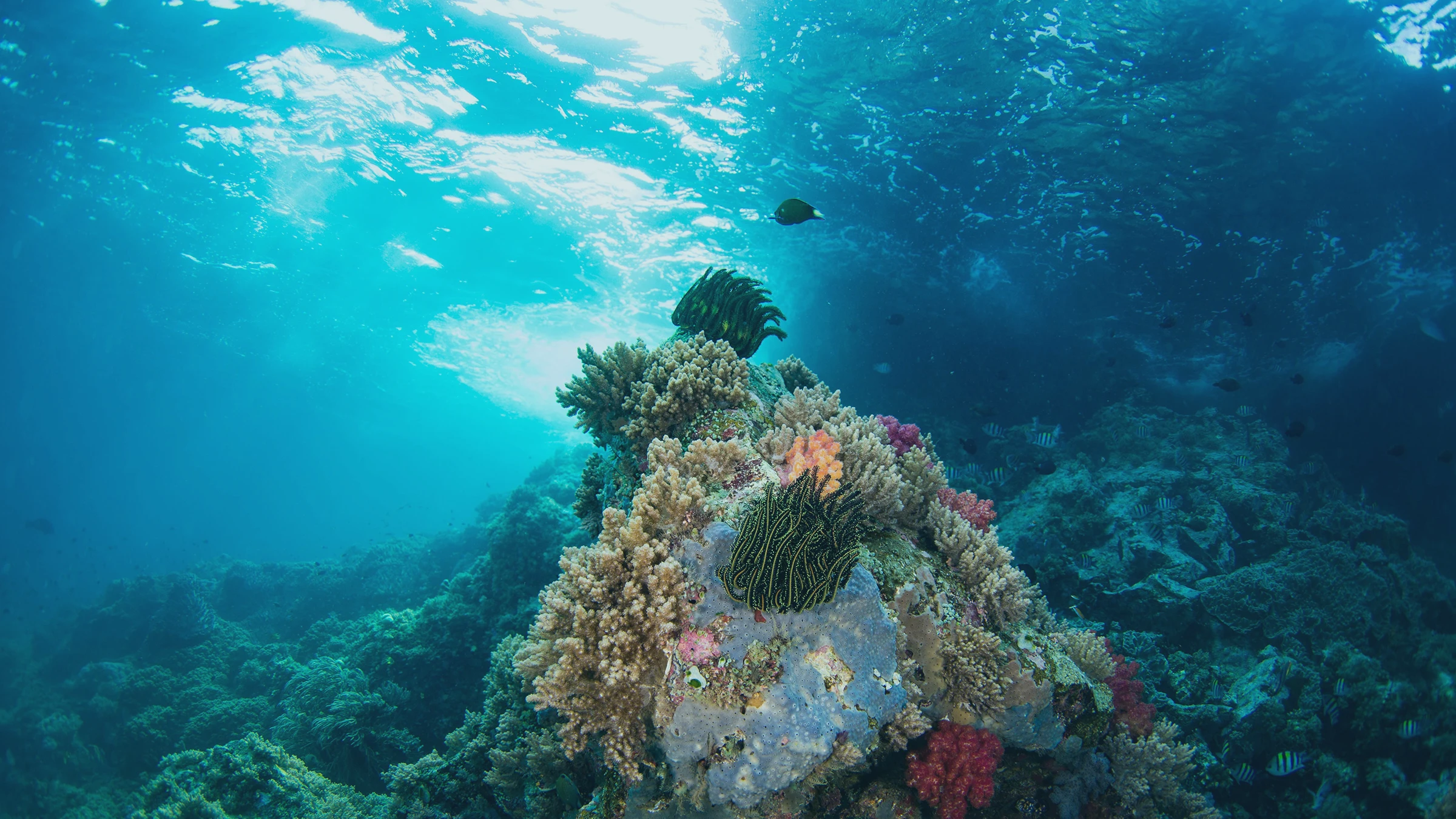 Forgotten Island Header