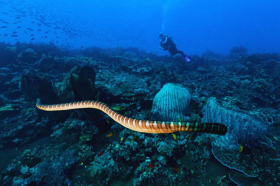Best Time to Dive Indonesia: A Month-by-Month Guide for Every Region - Liveaboard Indonesia