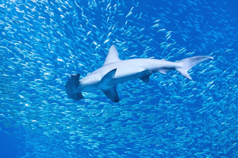 Alor Diving Guide: Hammerheads, Rhinopias, and the Pantar Strait - Liveaboard Indonesia