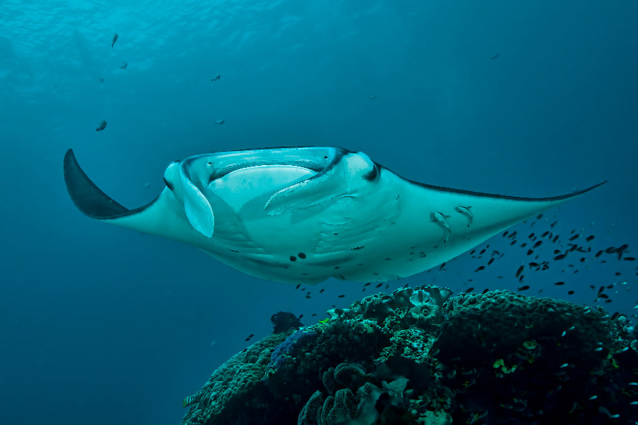 Manta Ray