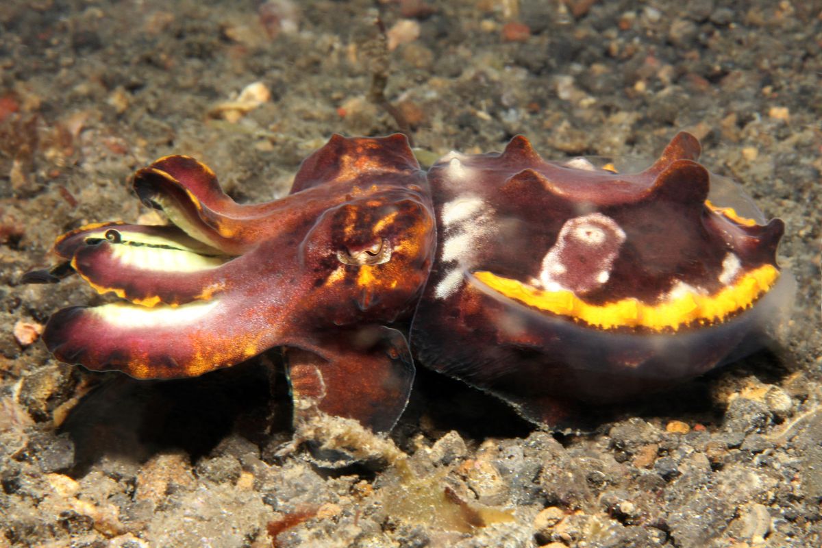 xr:d:DAFzuU4uaAc:909,j:7224182687891062047,t:23111117