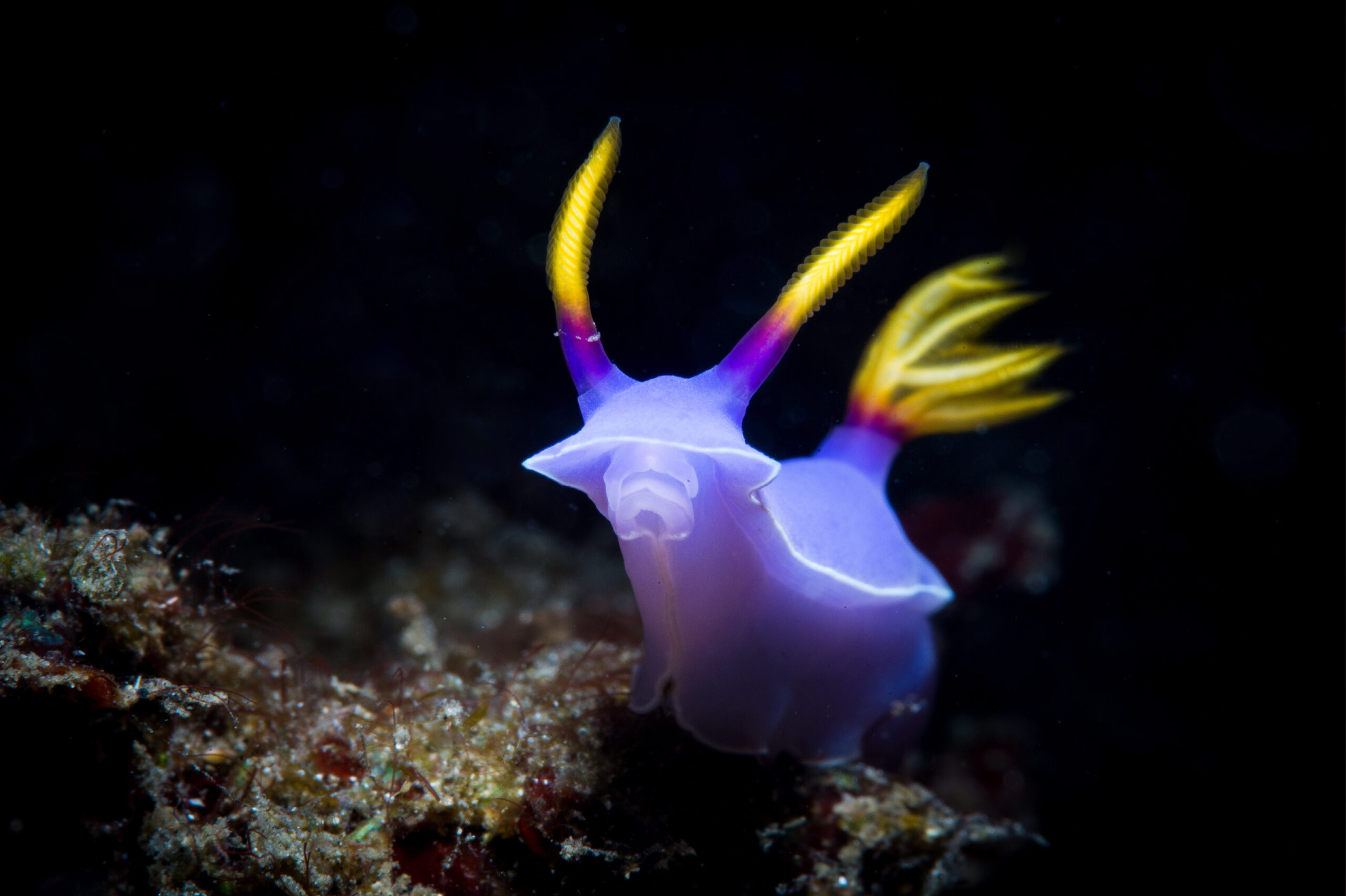 Nudibranch