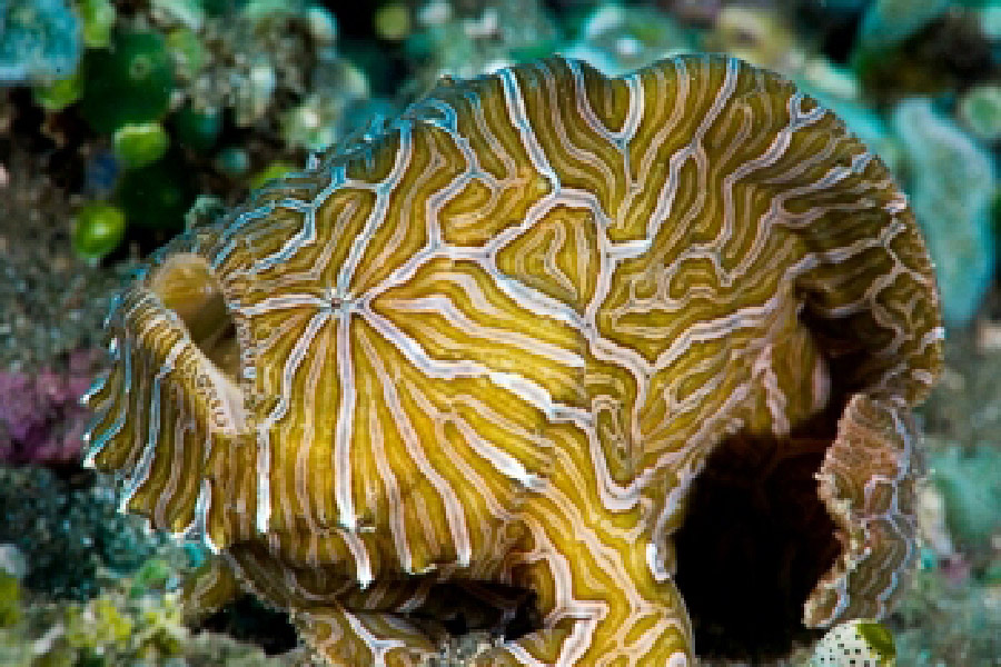 Psychedelic Frogfish