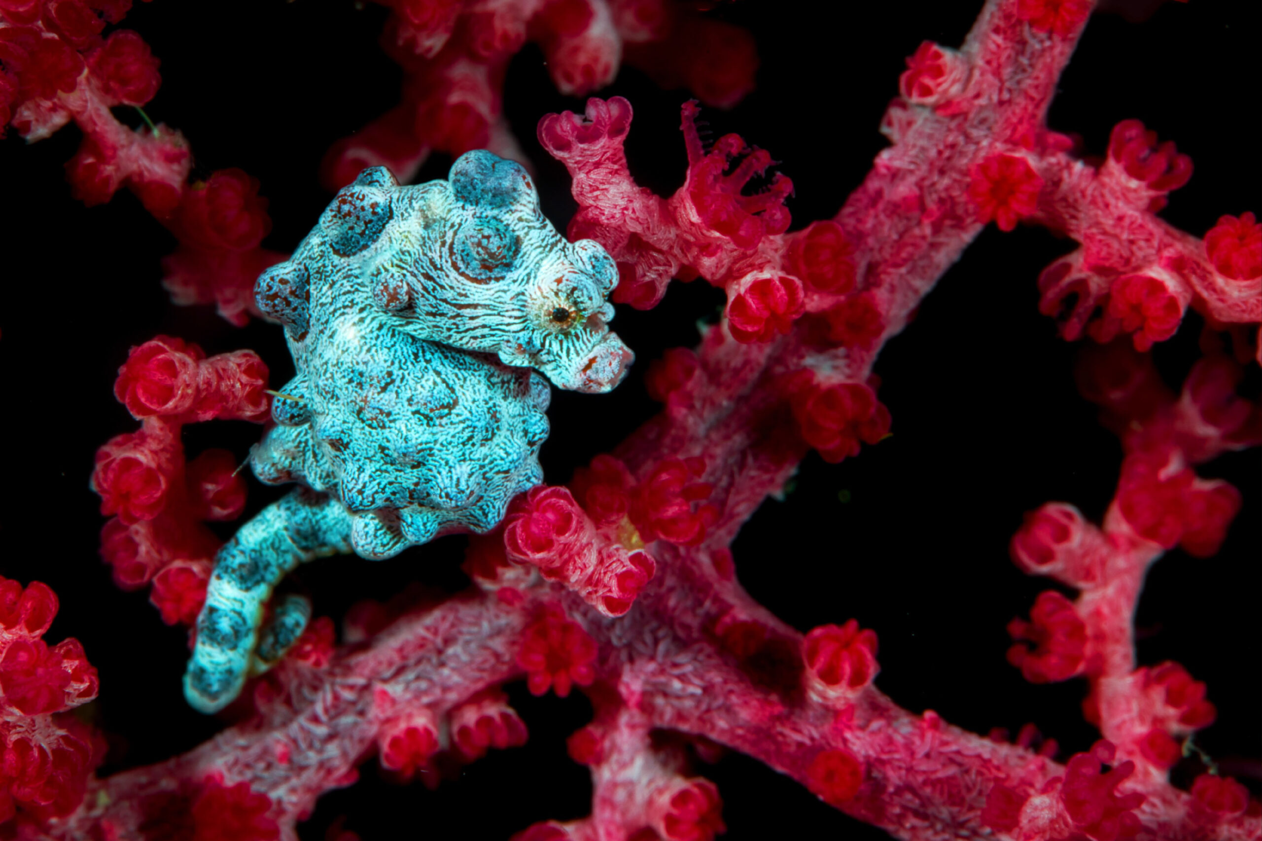 Pygmy Seahorse