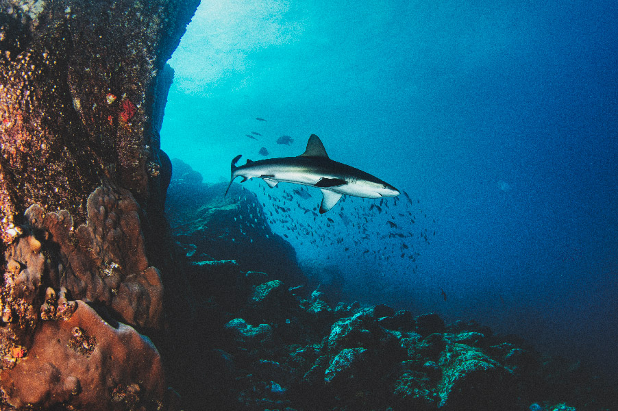 Reef. Shark