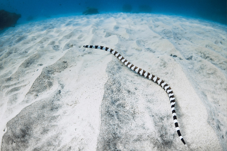 Sea Snake
