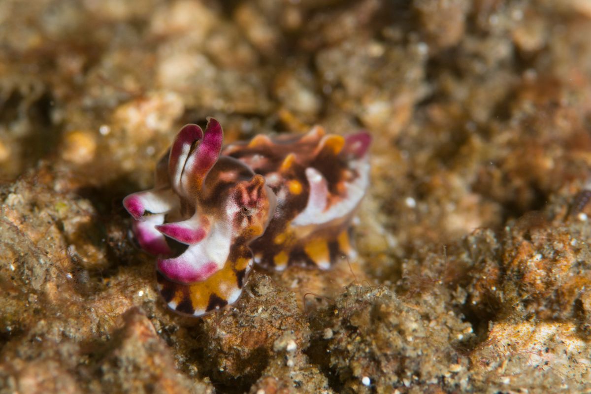 xr:d:DAFzuU4uaAc:2132,j:7504531944284271064,t:23111310