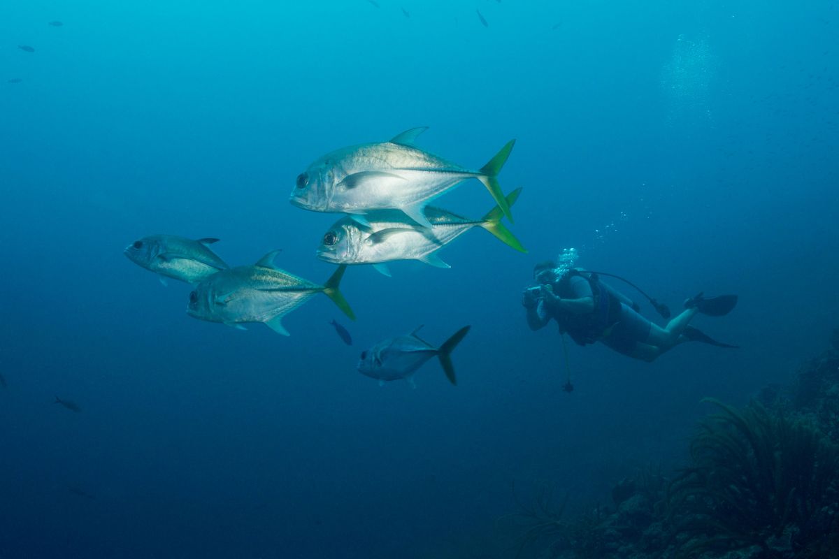 xr:d:DAFzuU4uaAc:1565,j:1112798086285222927,t:23111214