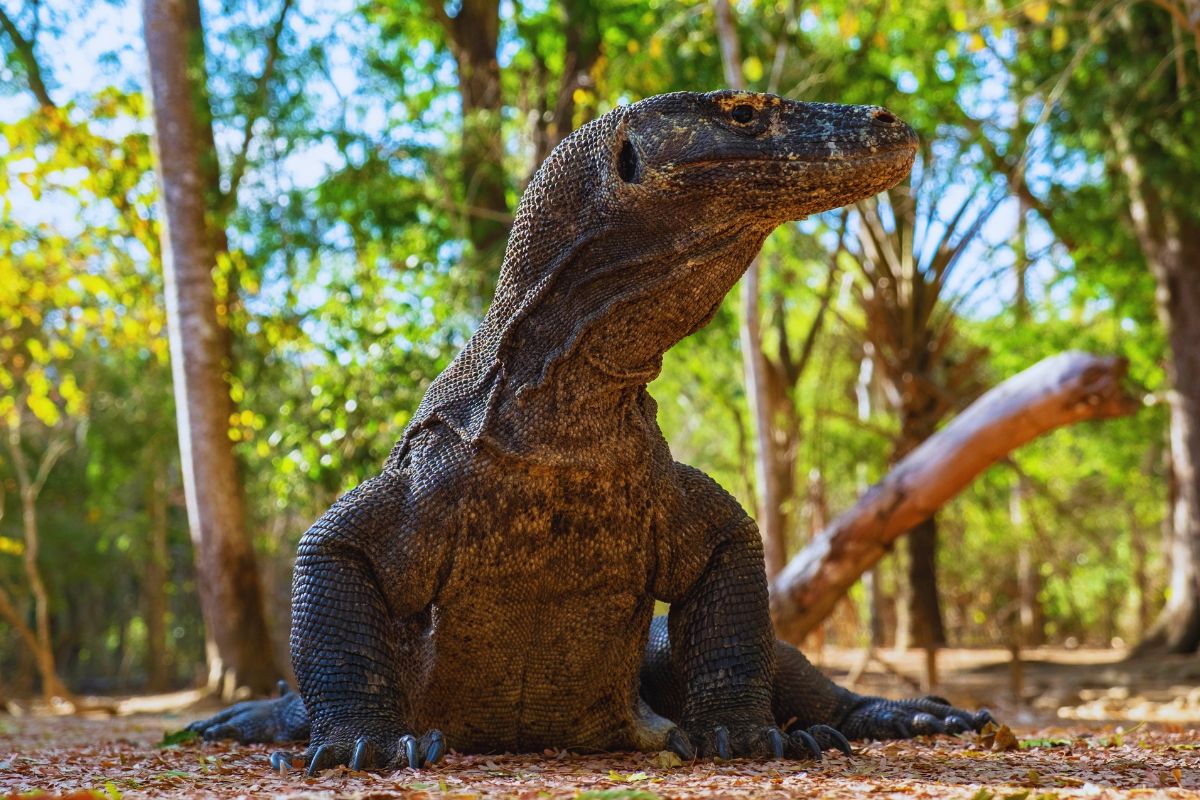 komodo dragons