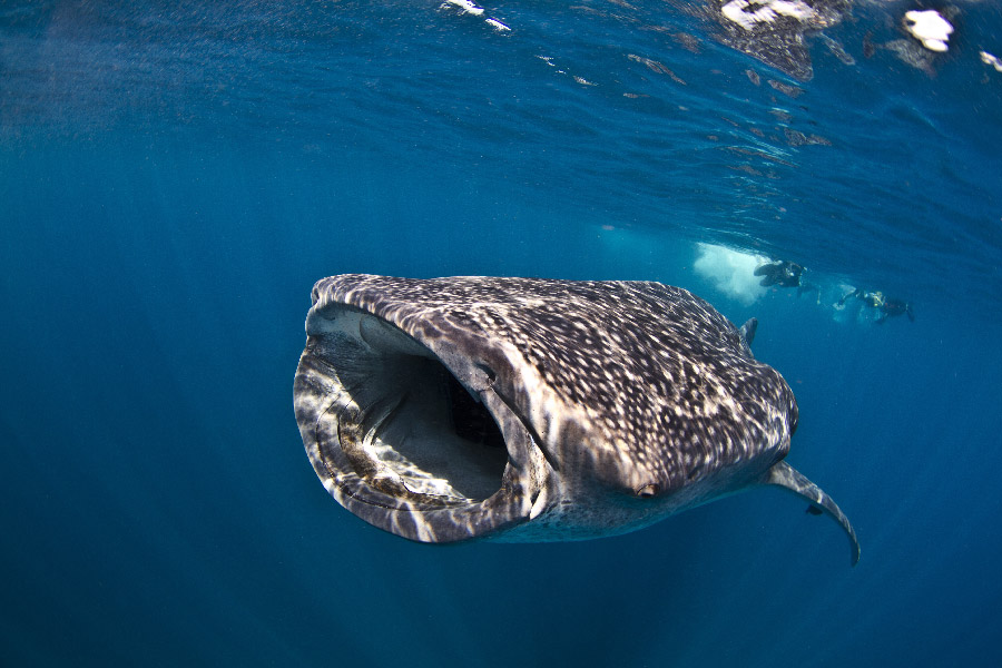 Whale Shark