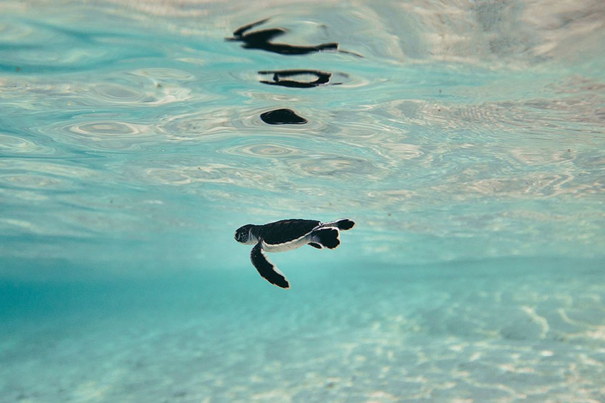 xr:d:DAFzuU4uaAc:1429,j:1691510624237260933,t:23111211