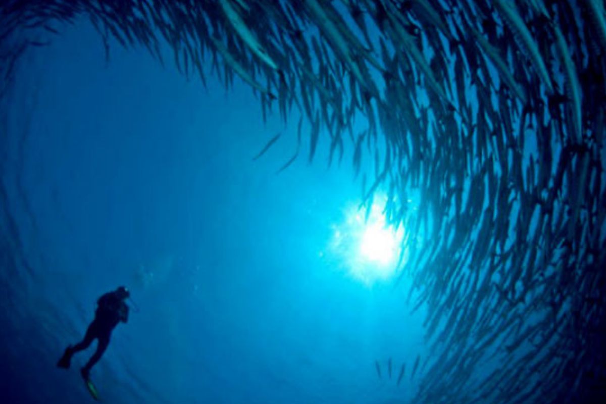 barracuda-point-kakaban