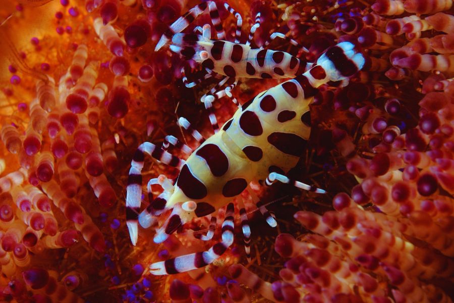 fire urchin and colomen shrimp Horseshoe Bay