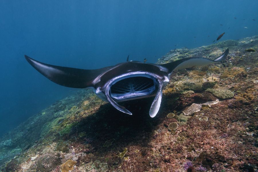 gili banta dive site