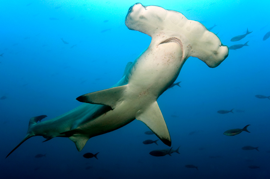 hammerheadsharks-3