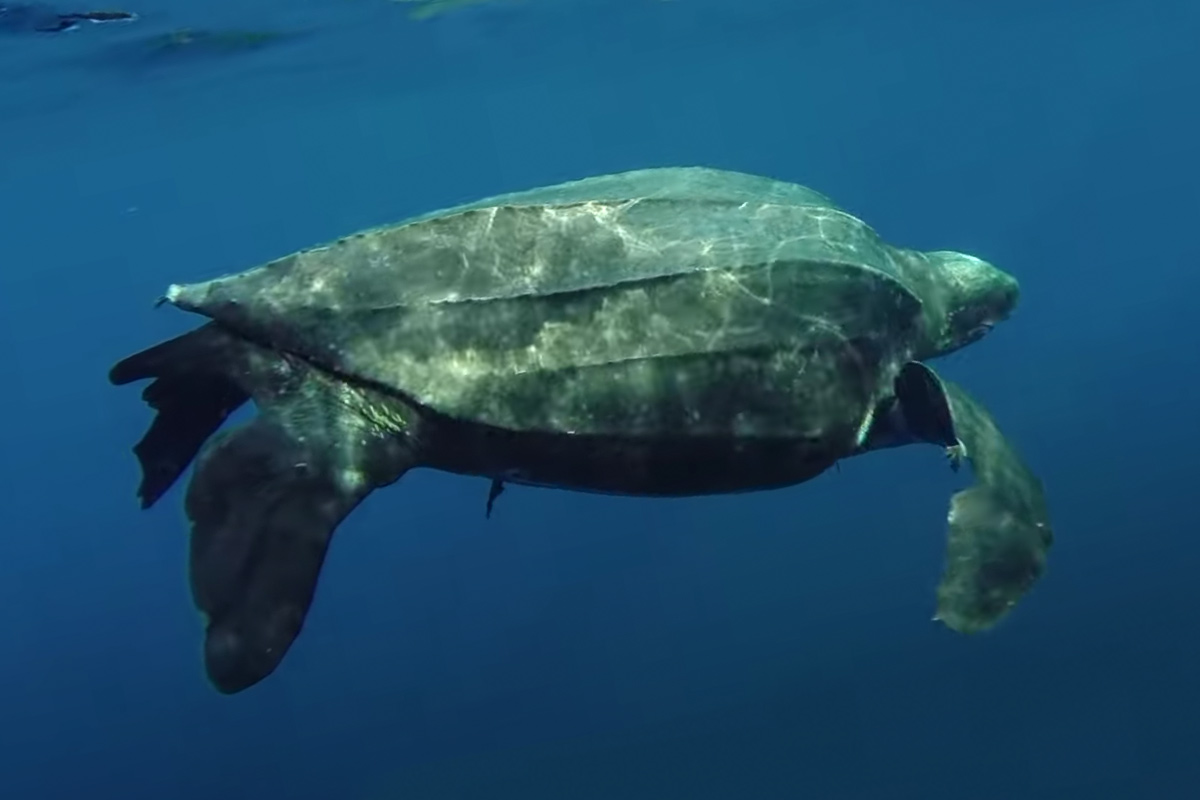 leatherback-sea-turtles