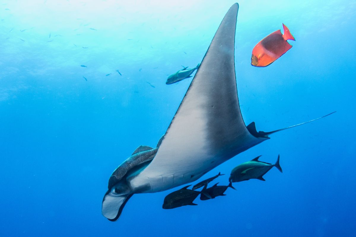 xr:d:DAFzuU4uaAc:1246,j:4824890049490264720,t:23111207