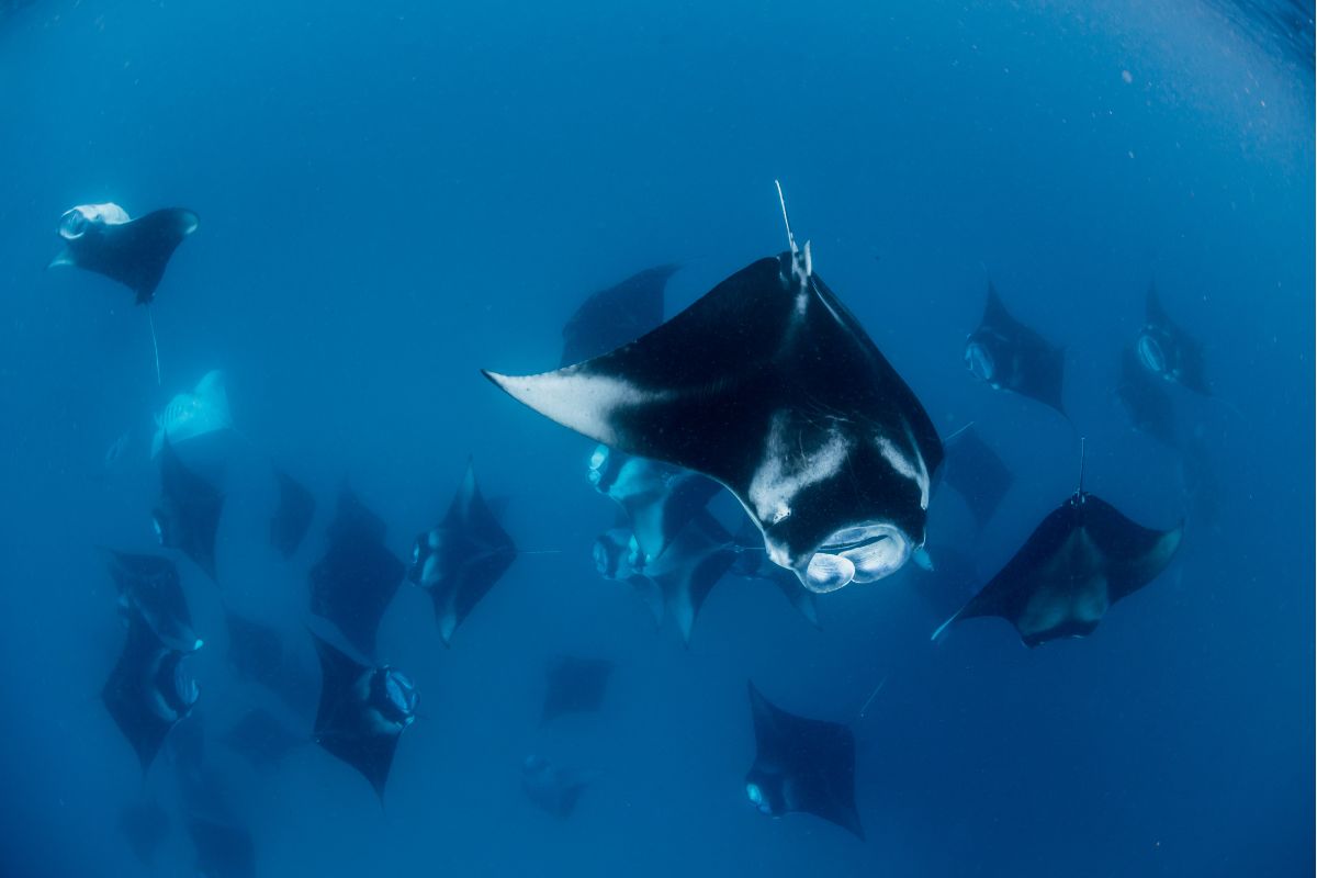 xr:d:DAFzuU4uaAc:484,j:5107490830747687797,t:23111109