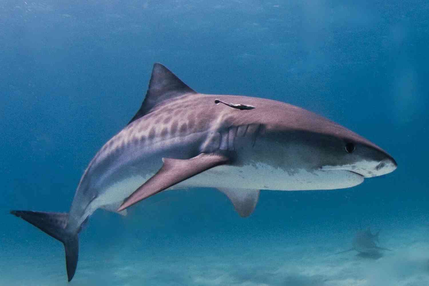 pulau sambit tiger sharks