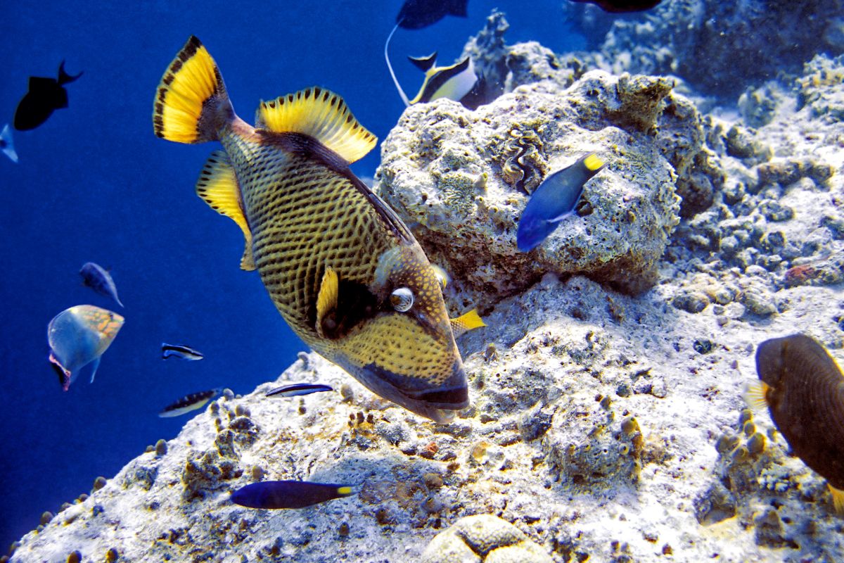 xr:d:DAFzuU4uaAc:630,j:4803497868220587040,t:23111112