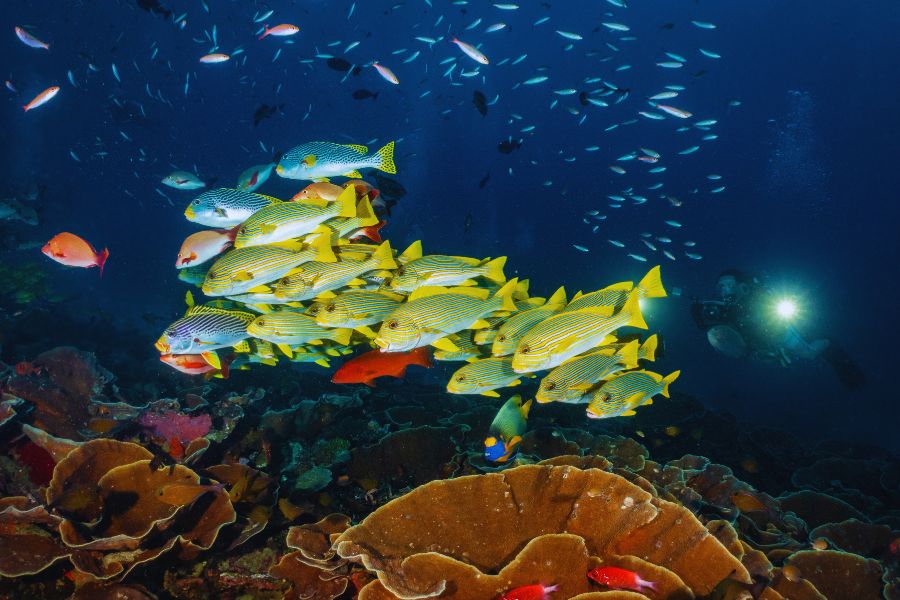 Best Time to Dive Indonesia: A Month-by-Month Guide for Every Region - Liveaboard Indonesia