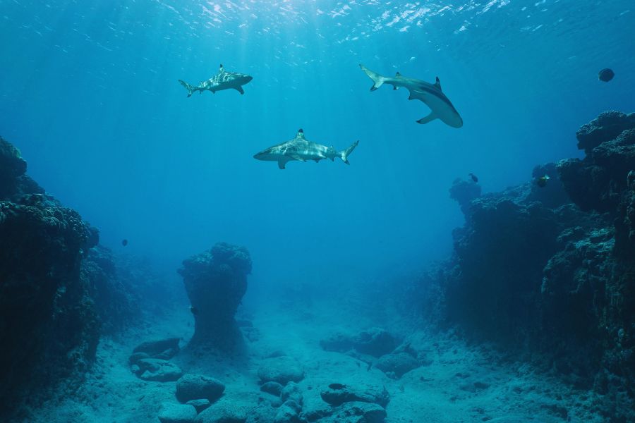 Sumbawa Diving Guide: Whale Sharks, Volcanic Vents, and the Shadow of Tambora - Liveaboard Indonesia