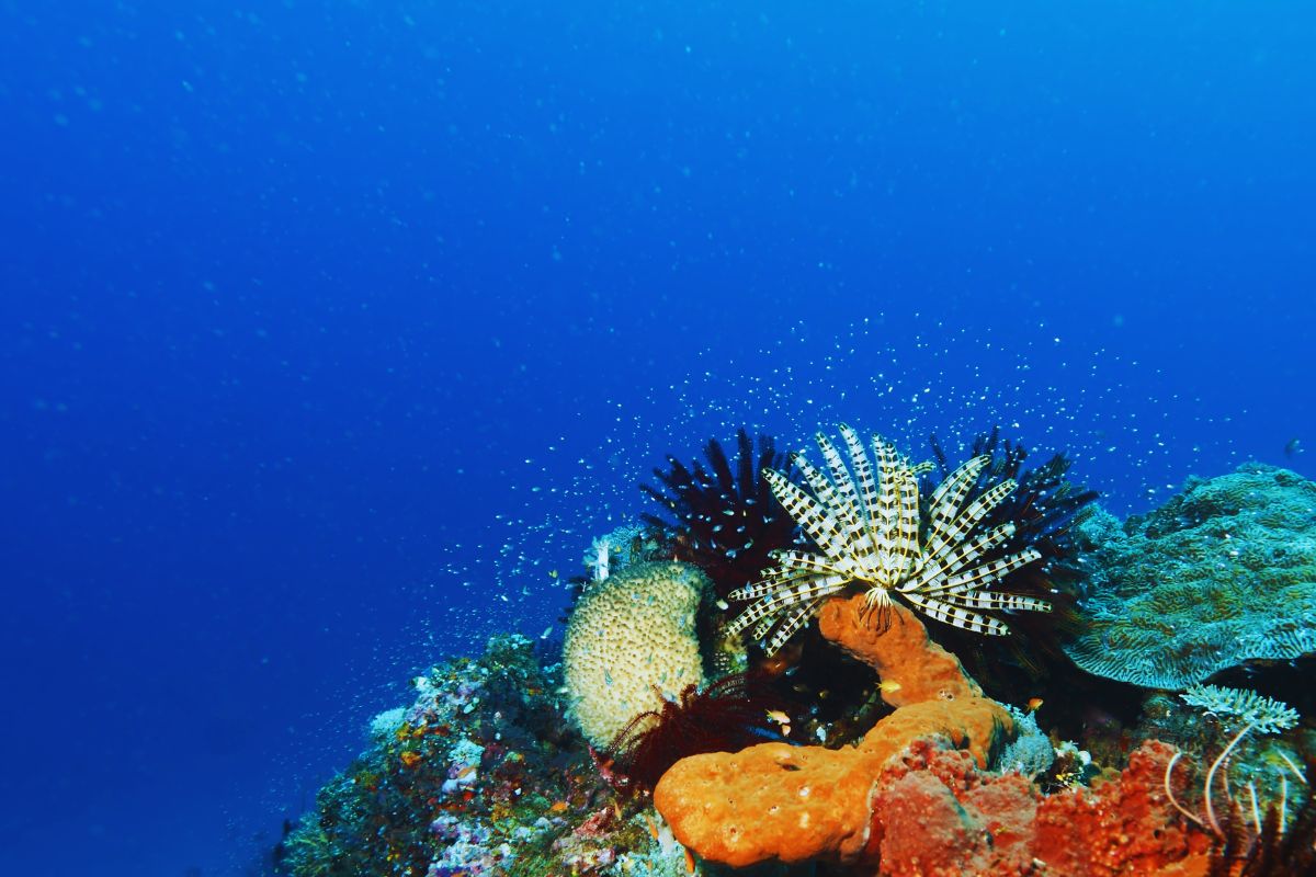 satonda underwater