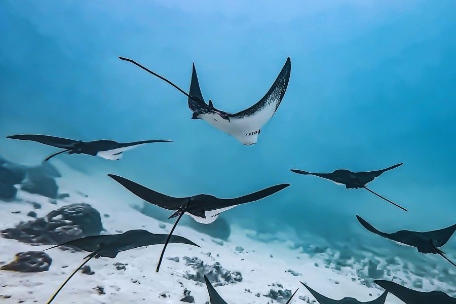 schools of eagle rays
