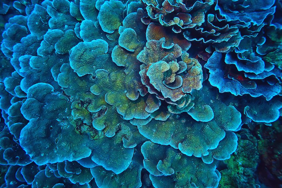 Best Time to Dive Indonesia: A Month-by-Month Guide for Every Region - Liveaboard Indonesia