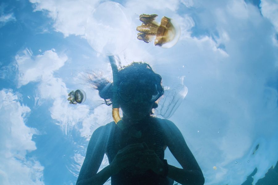 stingless jellyfish kakaban