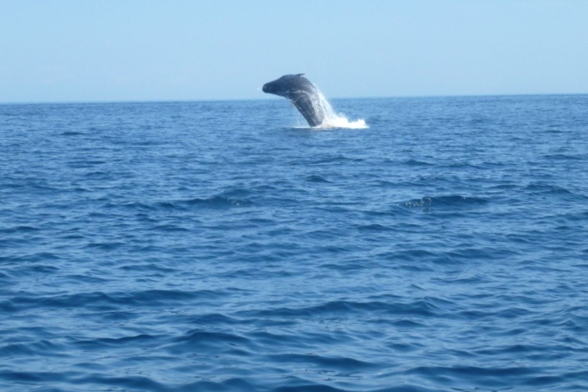 xr:d:DAFzuU4uaAc:373,j:4803497842410424847,t:23111106