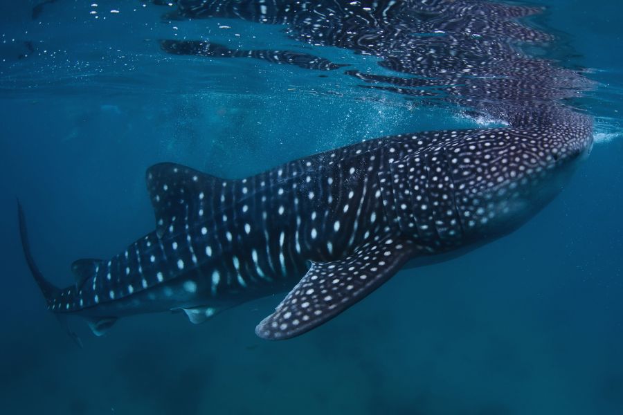 whale sharks saleh bay