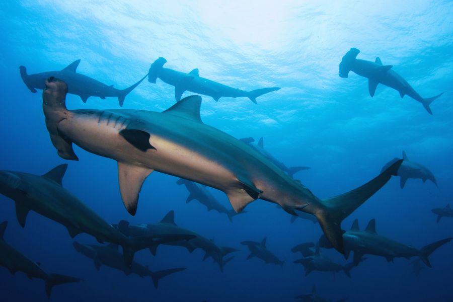 Best Time to Dive Indonesia: A Month-by-Month Guide for Every Region - Liveaboard Indonesia