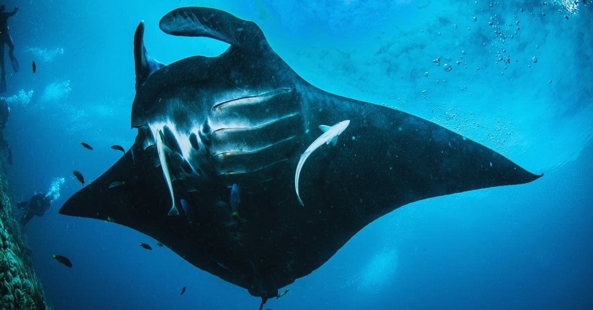 Manta Ray Diving in Indonesia: Where to Go, When, and What You're Actually Seeing Manta Ray Diving in Indonesia: Where to Go, When, and What You're Actually Seeing - Liveaboard Indonesia