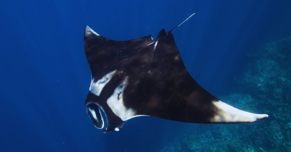 Manta Ray Diving in Indonesia: Where to Go, When, and What You're Actually Seeing Manta Ray Diving in Indonesia: Where to Go, When, and What You're Actually Seeing - Liveaboard Indonesia