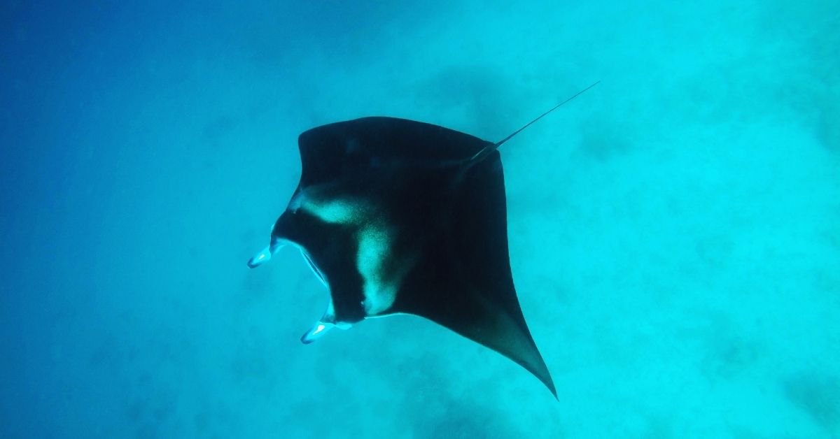 Manta Ray Diving in Indonesia: Where to Go, When, and What You're Actually Seeing Manta Ray Diving in Indonesia: Where to Go, When, and What You're Actually Seeing - Liveaboard Indonesia