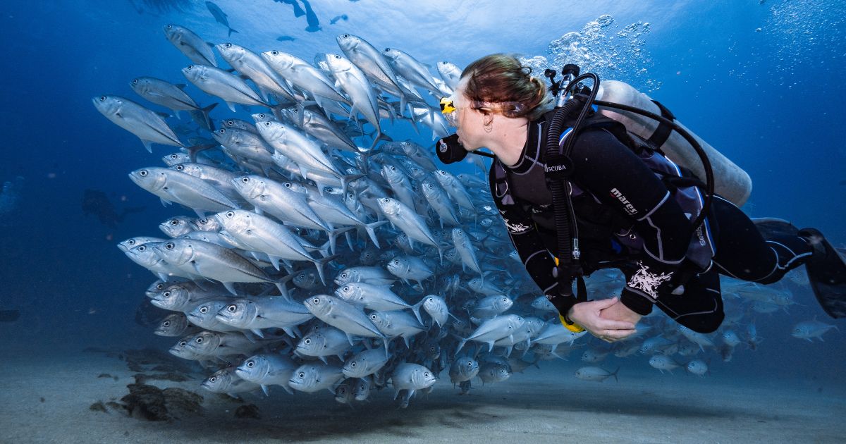 Alor Diving Guide: Hammerheads, Rhinopias, and the Pantar Strait - Liveaboard Indonesia
