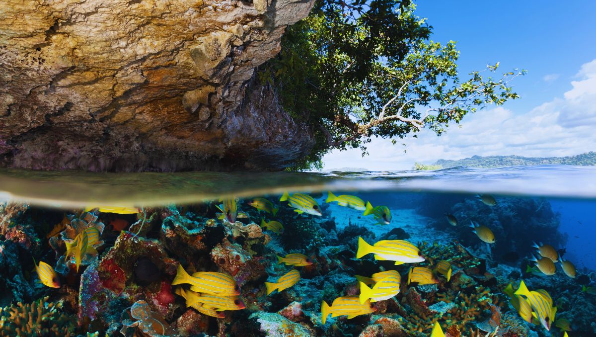 Raja Ampat Liveaboard vs Resort: Why Most Divers Should Choose the Boat - Liveaboard Indonesia