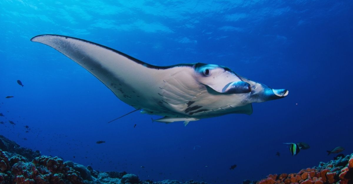 Manta Ray Diving in Indonesia: Where to Go, When, and What You're Actually Seeing Manta Ray Diving in Indonesia: Where to Go, When, and What You're Actually Seeing - Liveaboard Indonesia