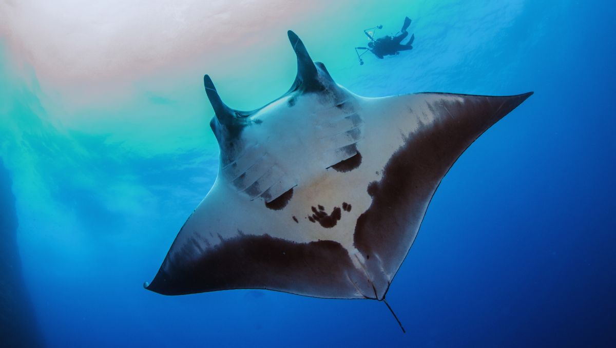 Komodo Liveaboard Guide: Dive Sites, Seasons, and What to Expect - Liveaboard Indonesia