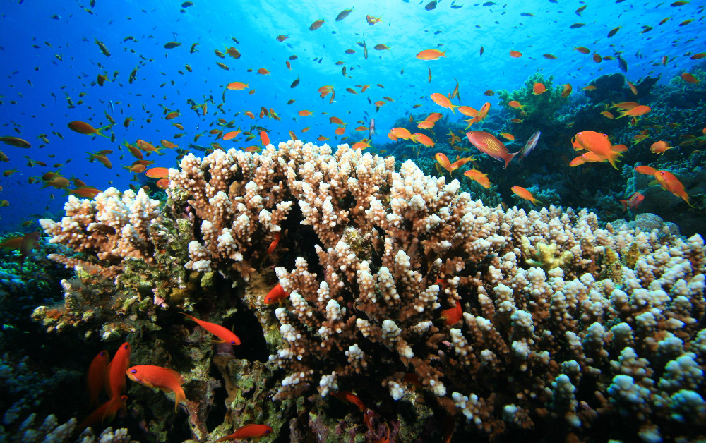 Raja Ampat Travel Guide: Diving, Liveaboards, and Planning Your Trip - Liveaboard Indonesia