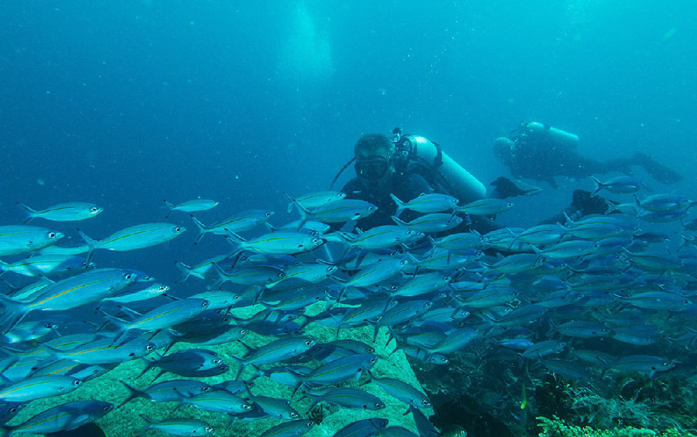 Raja Ampat Travel Guide: Diving, Liveaboards, and Planning Your Trip - Liveaboard Indonesia